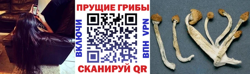 Псилоцибиновые грибы мицелий  Купить где  Северобайкальск 